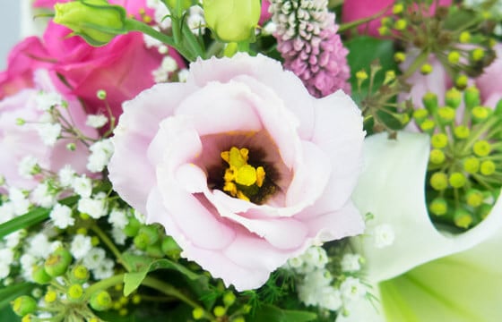 L'Agitateur Floral | macro sur un lisianthus du Bouquet rond de fleurs Lily Rose