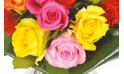 L'Agitateur Floral | zoom sur quatre roses jaune, rose & fuchsia