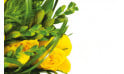 zoom sur des fleurs jaune du bouquet Vert Tige