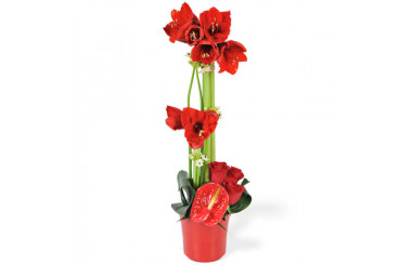 L'Agitateur Floral | image de la Composition de fleurs rouges Fidji