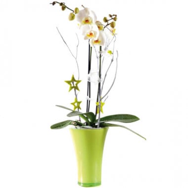 Orchidée blanche double branche