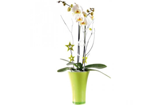 L'Agitateur Floral | image de l'Orchidée blanche double branche