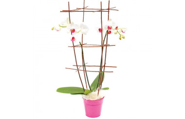 L'Agitateur Floral | image de l'orchidée blanche en cage