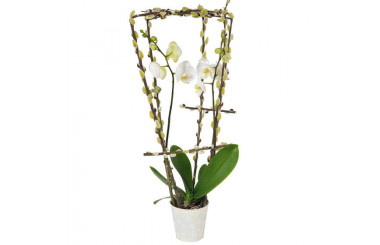 L'Agitateur Floral | image de l'orchidée phalaenopsis blanche double branche du nom de L'Impératrice Cymbi