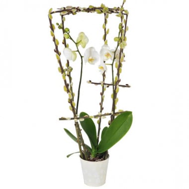 L'Agitateur Floral | image de l'orchidée phalaenopsis blanche double branche du nom de L'Impératrice Cymbi