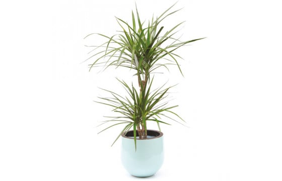 Plante verte d'intérieur Dracaena | Livraison par un fleuriste 7j/7 en 4h -  L'agitateur floral