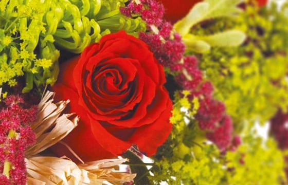 image d'une rose rouge du bouquet Révélation