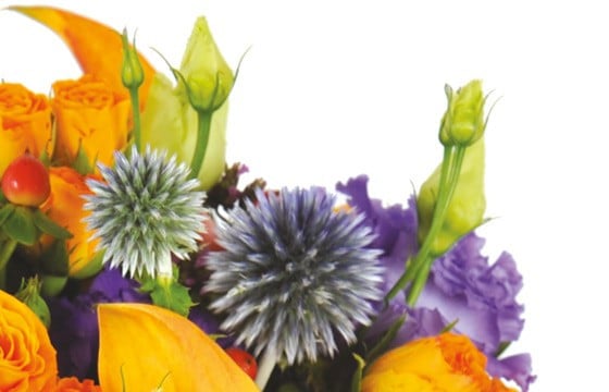 zoom sur des chardons du bouquet de fleurs