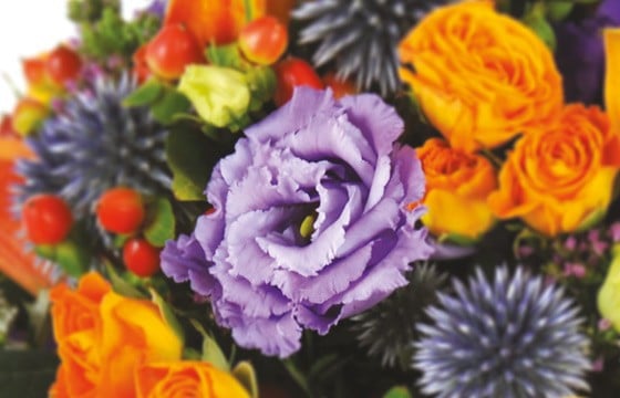 zoom sur les lisianthus mauves