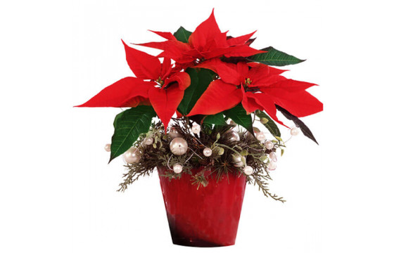 Poinsettia rouge avec ses décorations | Livraison de plantes pour Noël -  L'agitateur floral