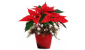 L'Agitateur Floral | image du Poinsettia rouge Noël Etoilé