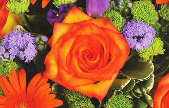 image d'une rose orange