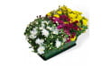 L'Agitateur Floral | image de la Jardinière de mini chrysanthèmes