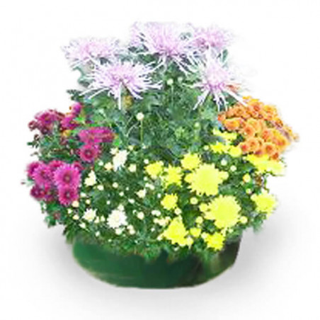 L'Agitateur Floral | Image principale coupe de chrysanthème toussaint