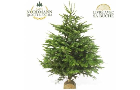 L'Agitateur Floral | image du Sapin Nordmann de Qualité Extra