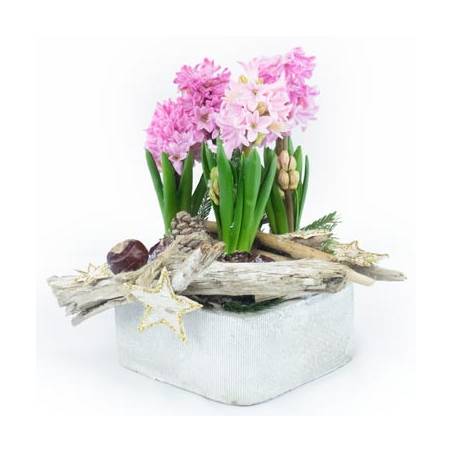 Coupe de jacinthes rose | Livraison plantes de saison par un fleuriste -  L'agitateur floral