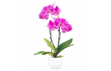 L'Agitateur Floral | image de l'Orchidée Double Branche Rose Mauve