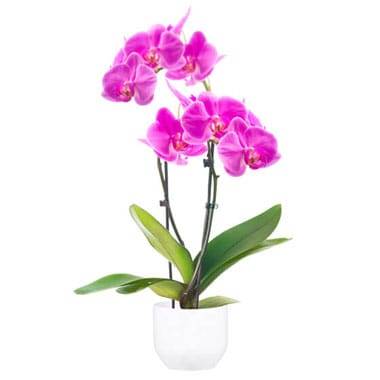 L'Agitateur Floral | image de l'Orchidée Double Branche Rose Mauve