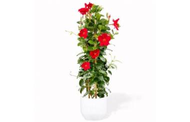 L'Agitateur Floral | image d'un magnifique Dipladenia Rouge