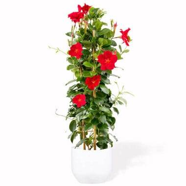 L'Agitateur Floral | image d'un magnifique Dipladenia Rouge