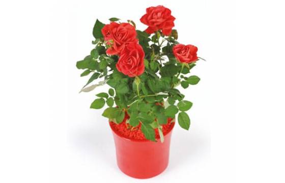 L'Agitateur Floral | image d'un rosier rouge - livraison plante saison