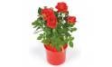 L'Agitateur Floral | image d'un rosier rouge - livraison plante saison