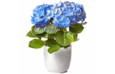 image d'une magnifique Hortensia Bleu dans son pot