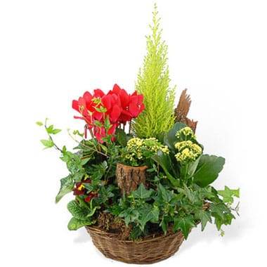 Coupe de plantes vertes & rouges Rêve Floral