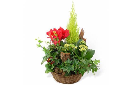 L'Agitateur Floral | Image de dla coupe de plantes vertes & rouges Rêve Florale