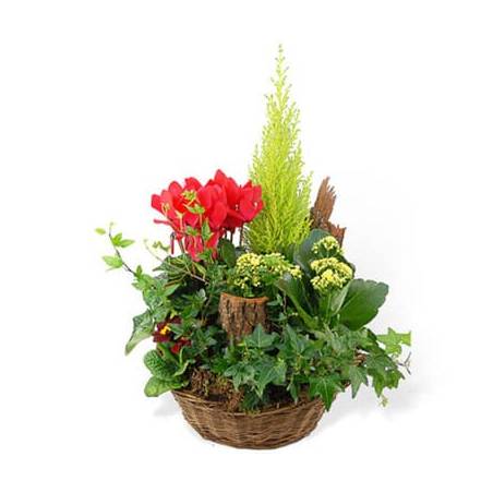 L'Agitateur Floral | Image de dla coupe de plantes vertes & rouges Rêve Florale