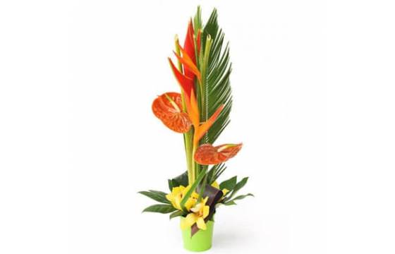 L'Agitateur Floral | image de la Composition exotique Papaye