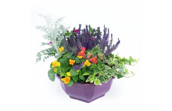 Agitateur Floral | Coupe de plantes "Vénus"
