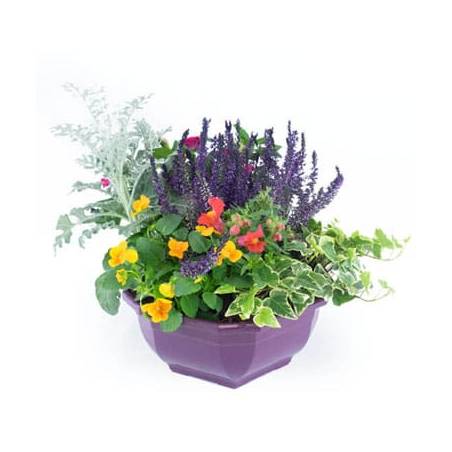 Agitateur Floral | Coupe de plantes "Vénus"