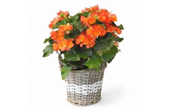 L'Agitateur Floral | image d'un bégonia orange - livraison fleurs saison