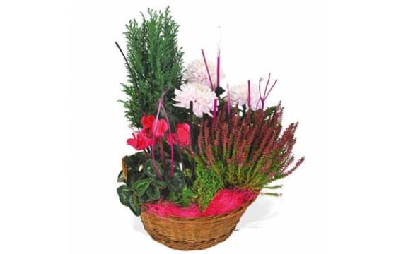 L'Agitateur Floral | image de la composition de plantes rouge et rose Le Jardin des Anges