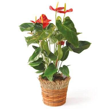 L'Agitateur Floral | image de la plante dépolluante, un anthurium