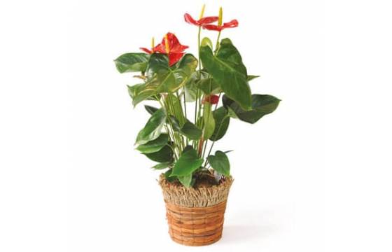 L'Agitateur Floral | image de la plante dépolluante, un anthurium