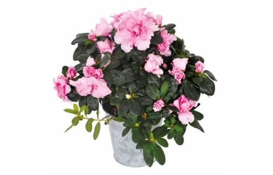 L'Agitateur Floral | Image principale de la magnifique azalée rose