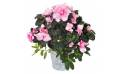 L'Agitateur Floral | Image principale de la magnifique azalée rose