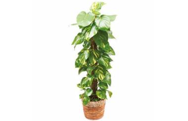 L'Agitateur Floral | image de la plante verte et d'intérieur Athos le Pothos