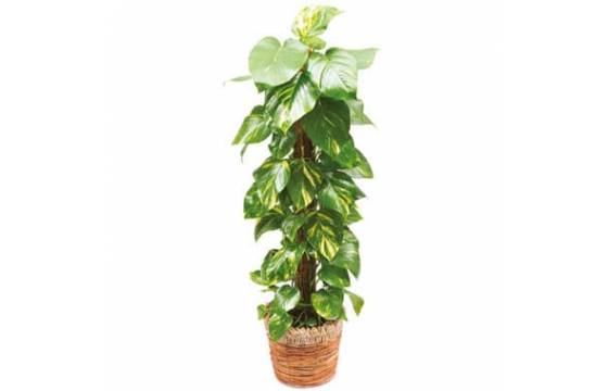 Plante verte d'intérieur Pothos | Livraison à domicile sous 4h -  L'agitateur floral