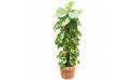 L'Agitateur Floral | image de la plante verte et d'intérieur Athos le Pothos