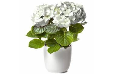 L'Agitateur Floral | image d'un magnifique Hortensia Blanc à faire livrer par un fleuriste