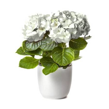 L'Agitateur Floral | image d'un magnifique Hortensia Blanc à faire livrer par un fleuriste