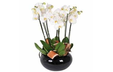 L'Agitateur Floral | image de la coupe d'orchidées blanches Dolly