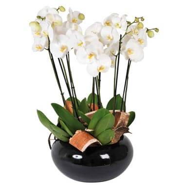 L'Agitateur Floral | image de la coupe d'orchidées blanches Dolly