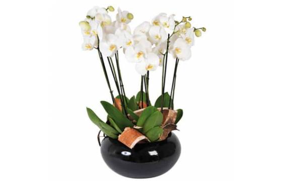 L'Agitateur Floral | image de la coupe d'orchidées blanches Dolly