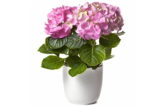 L'Agitateur Floral | image d'une magnifique Hortensia Rose