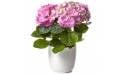 L'Agitateur Floral | image d'une magnifique Hortensia Rose
