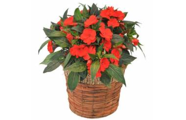 L'Agitateur Floral | image de la plante verte et fleurie Impatience rouge